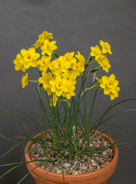 Narcissus jonquilla var minor